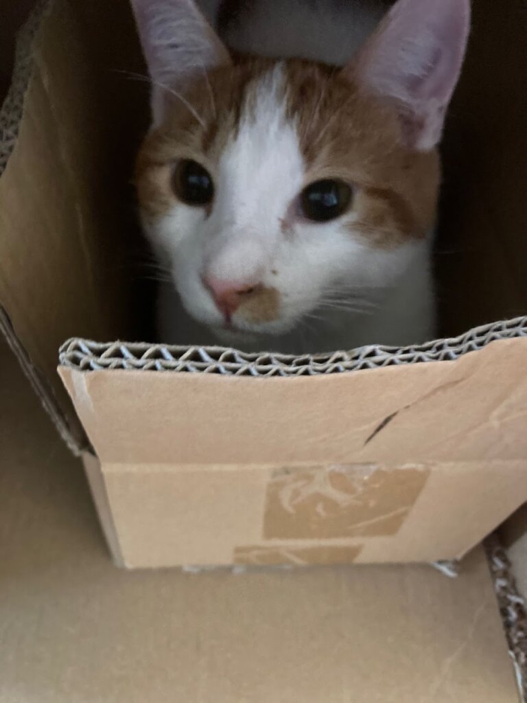 PAWS Humane Society, Inc. animal shelter in Wilmington, OH
