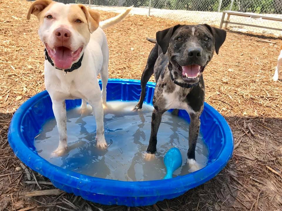 PAWS Shelter of Central Texas - Dripping Springs Campus in Dripping Springs, TX