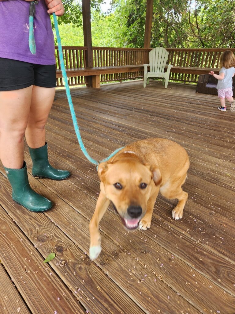 PAWS Shelter of Central Texas in Kyle, TX