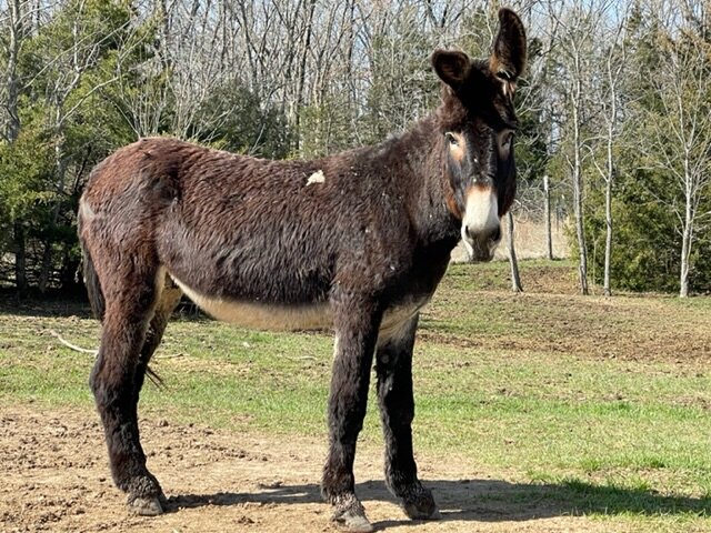 Peaceful Pastures Donkey Rescue in Lincoln, MO