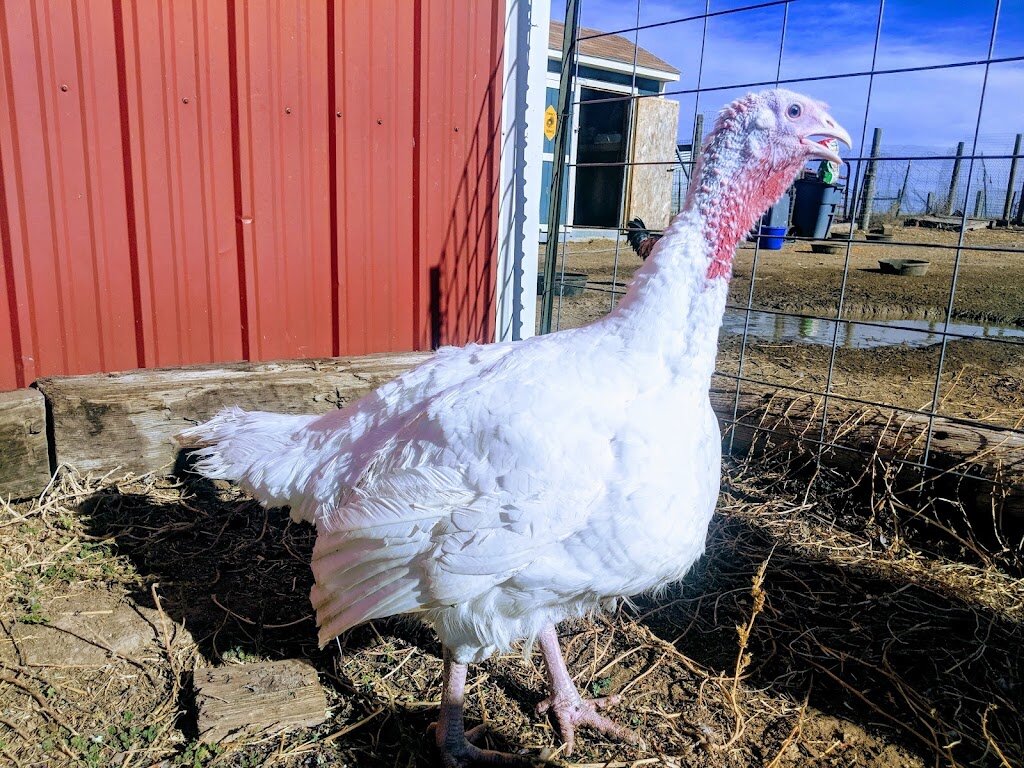 Peaceful Prairie Sanctuary animal shelter in Deer Trail, CO
