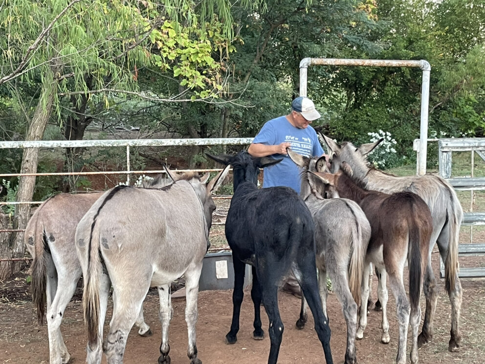 Peaceful Valley Donkey Rescue - Perry in Perry, OK