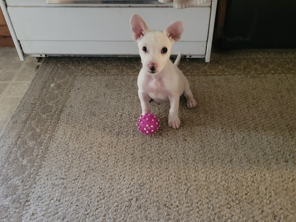 Peggy Schilling Adoption Center animal shelter in Webster, WI