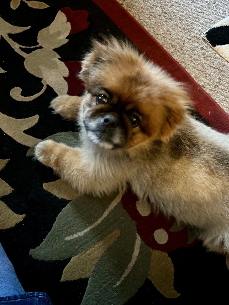 Pekingese Rescue Network, Inc. in Hillsdale, NJ