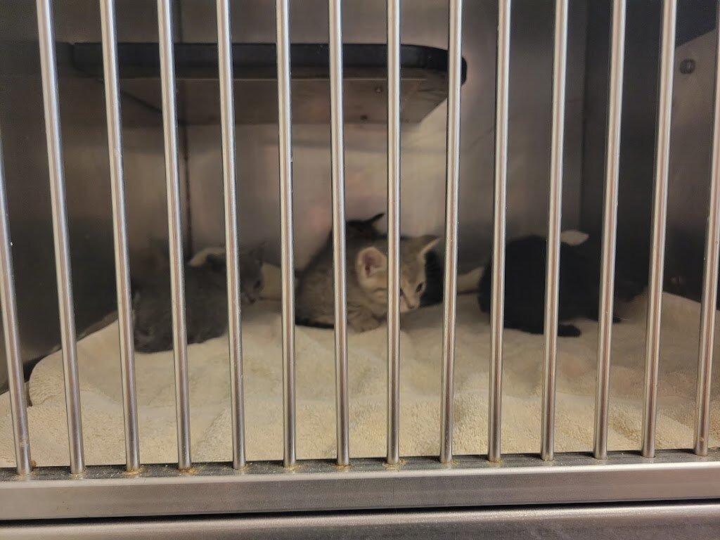 Pender County Animal Shelter in Burgaw, NC