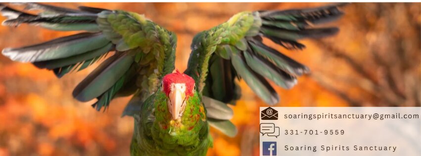 Pennsylvania Parrot Rescue Soaring Spirits Sanctuary animal shelter in Beech Creek, PA
