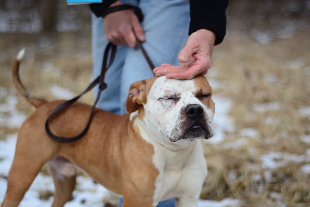 Peoria Humane Society in Peoria, IL