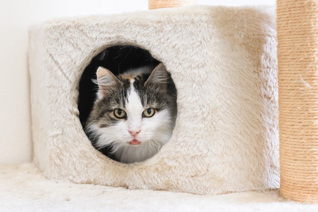 Perry's Place, Heaven on Earth Adoption Center animal shelter in Los Angeles, CA