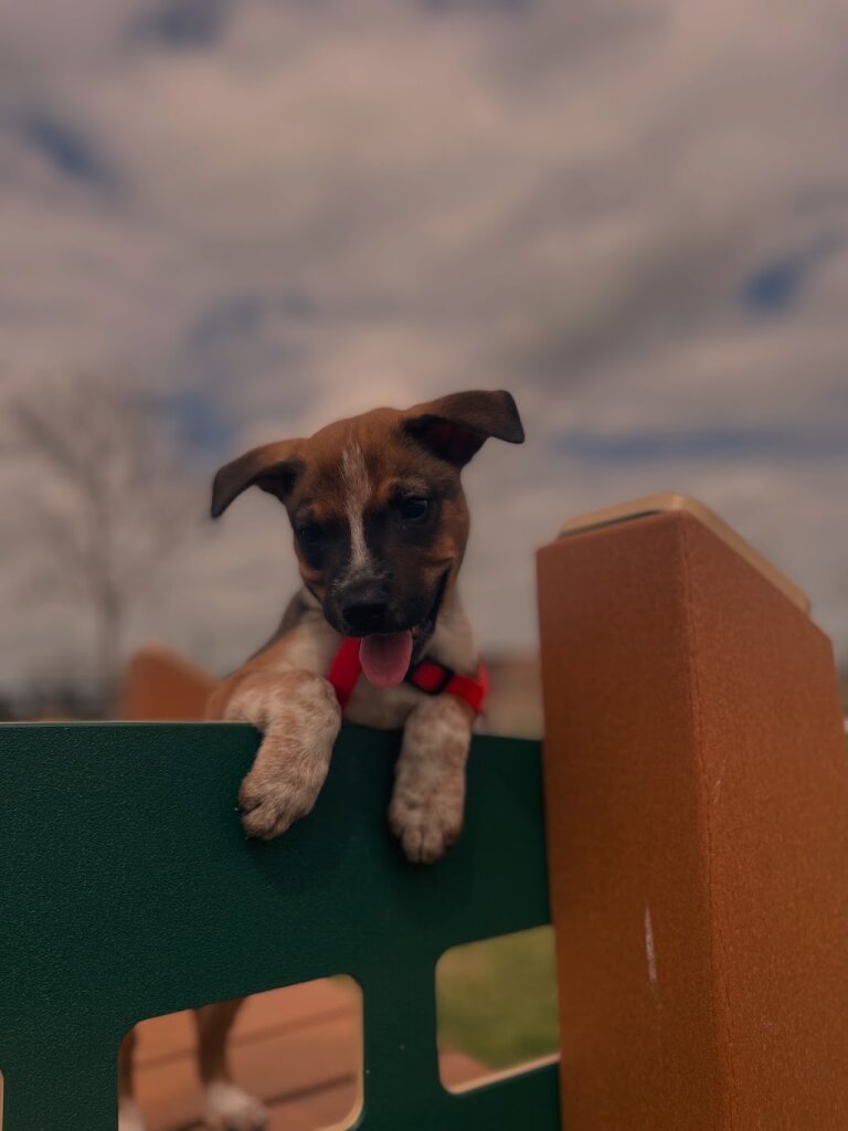 Pet Adoption Center by Lifeline of Galveston County animal shelter in Webster, TX