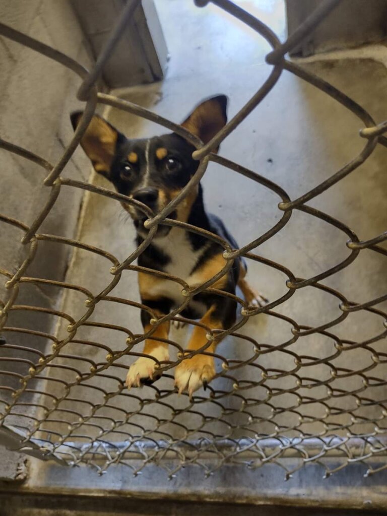 Pet Rescue-Humane Society-Eastern Oregon animal shelter in Hermiston, OR