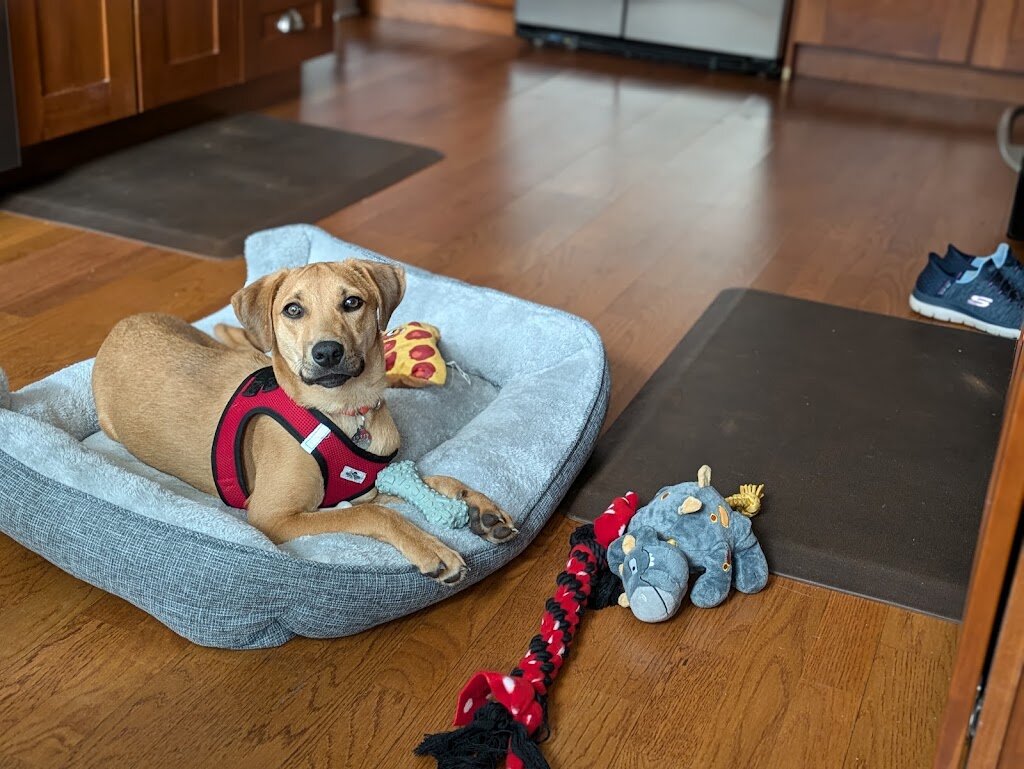 petRescue animal shelter in Harrison, NY