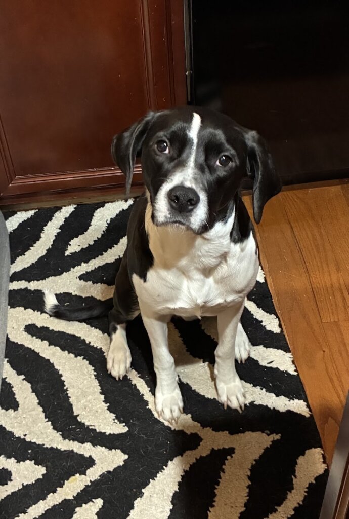 Pickens County Humane Society animal shelter in Liberty, SC