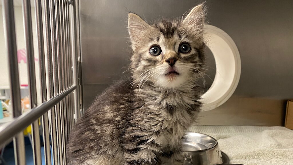 Pima Animal Care Center (Animal Shelter) in Tucson, AZ