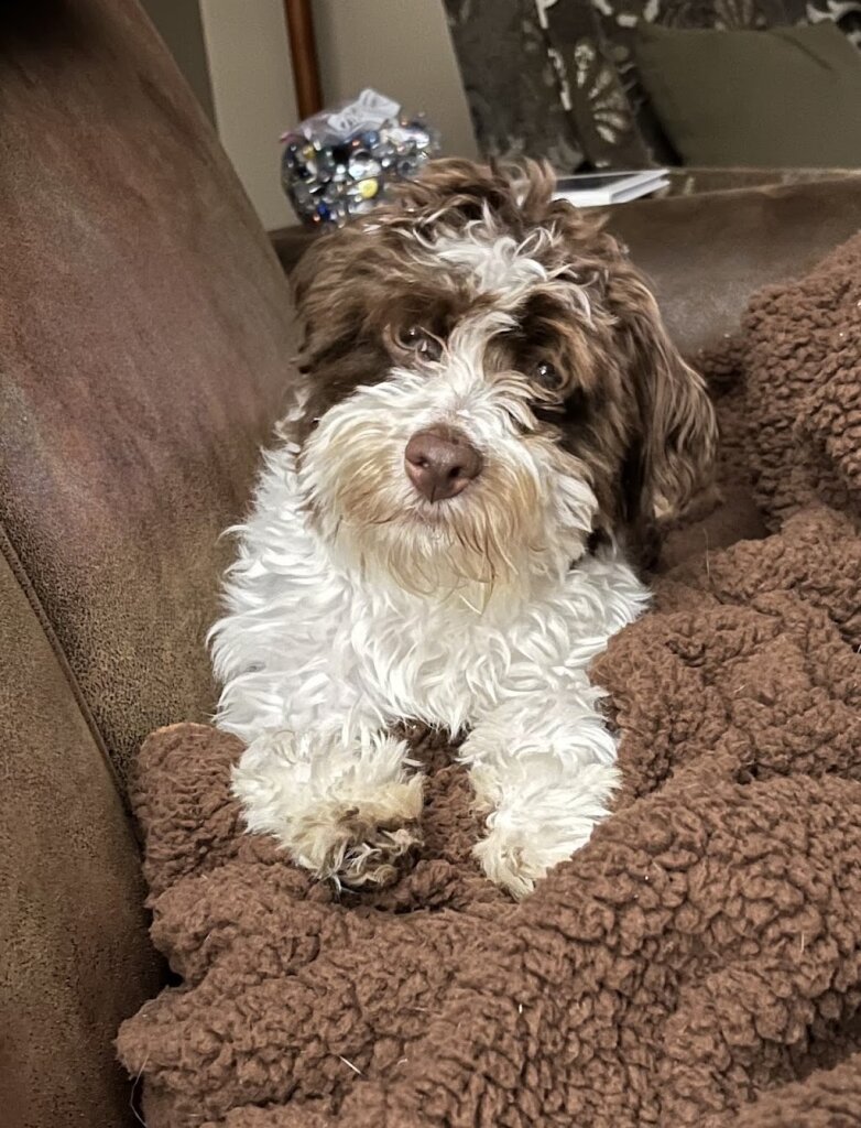 Plain & Fancy Animal Rescue Inc in Big Prairie, OH