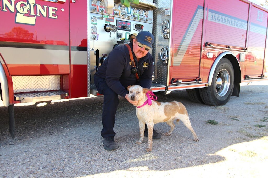 Plainview Animal Shelter in Plainview, TX