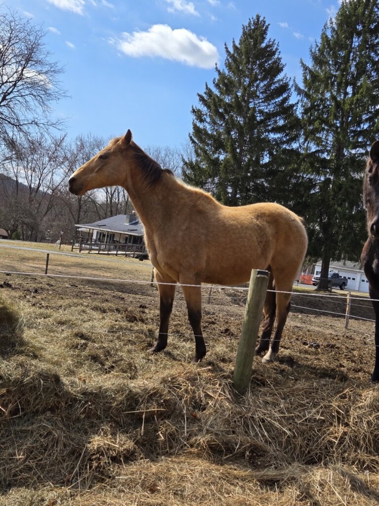 P'Nut's Freedom Farm Animal Sanctuary Inc. animal shelter in Pine City, NY