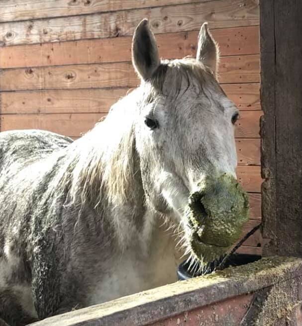 Pony Up Rescue for Equines animal shelter in Olalla, WA