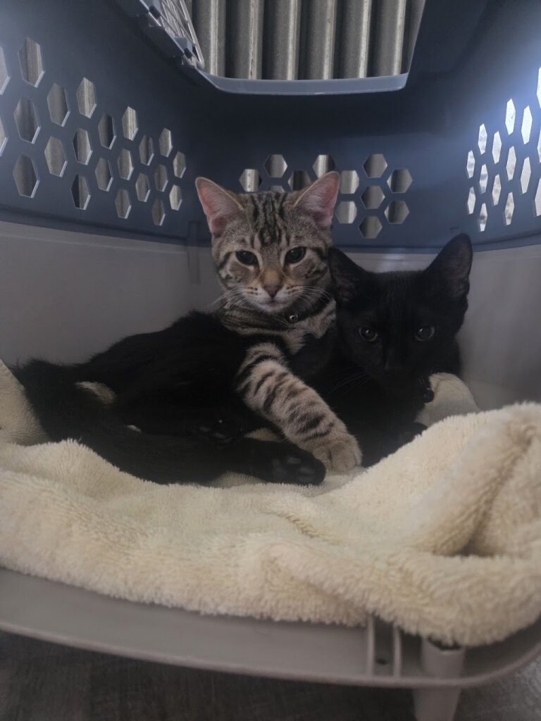 Pope Memorial SPCA of Concord Merrimack County animal shelter in Concord, NH