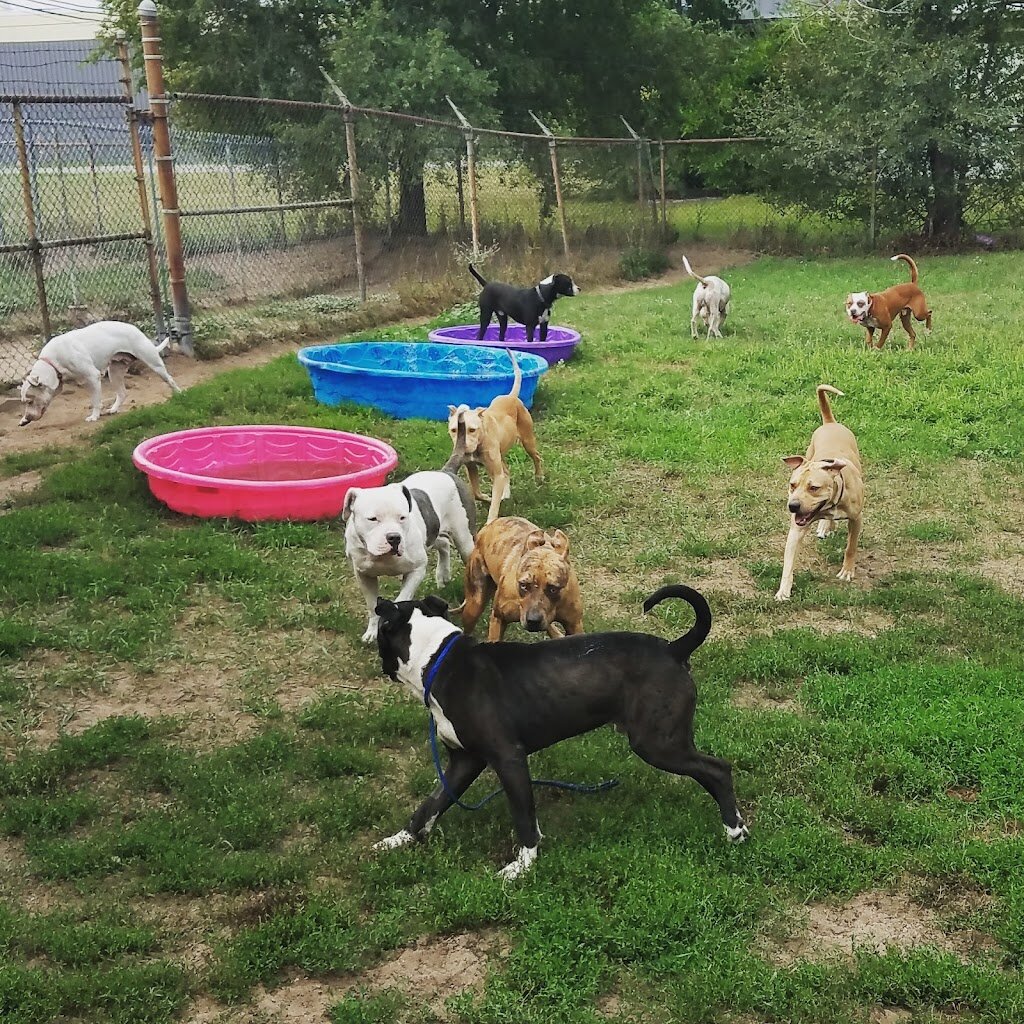Pound Buddies Animal Shelter & Adoption Center in Muskegon, MI