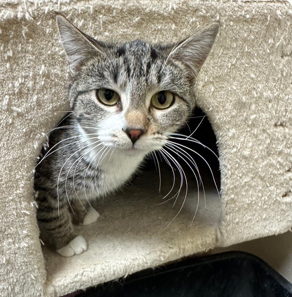 Prairie Oasis Animal Shelter in Shelby, MT