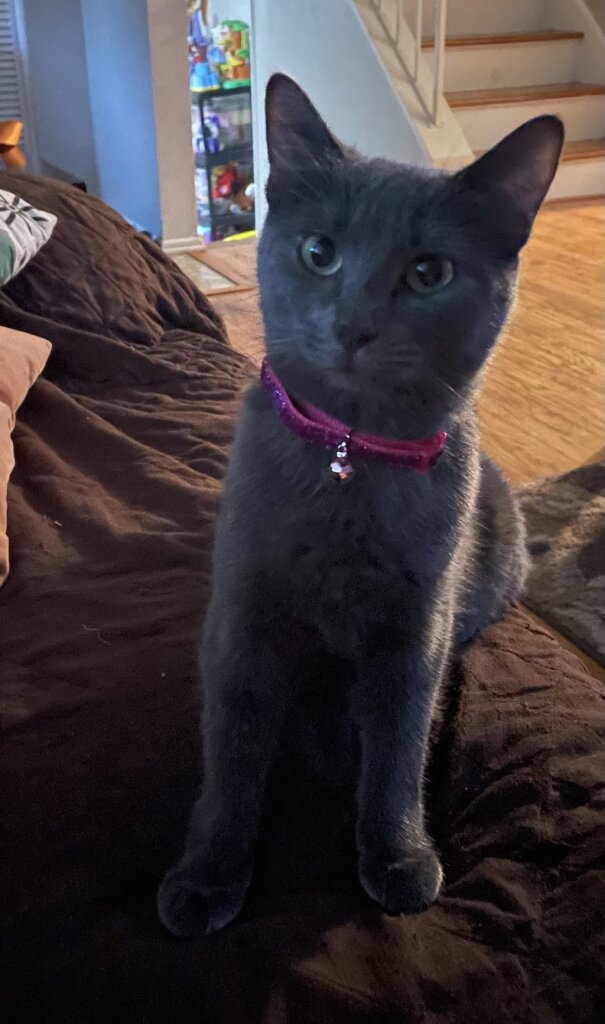 Precious Paws Rescue in North Tonawanda, NY