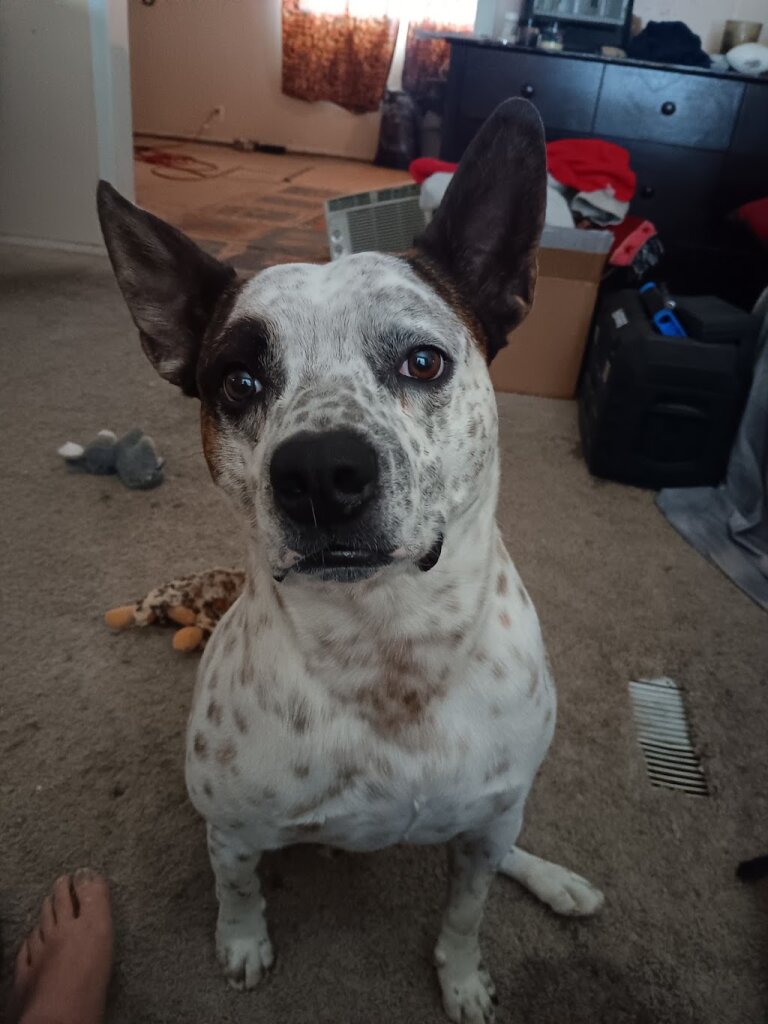 Presidio Animal Shelter in Presidio, TX