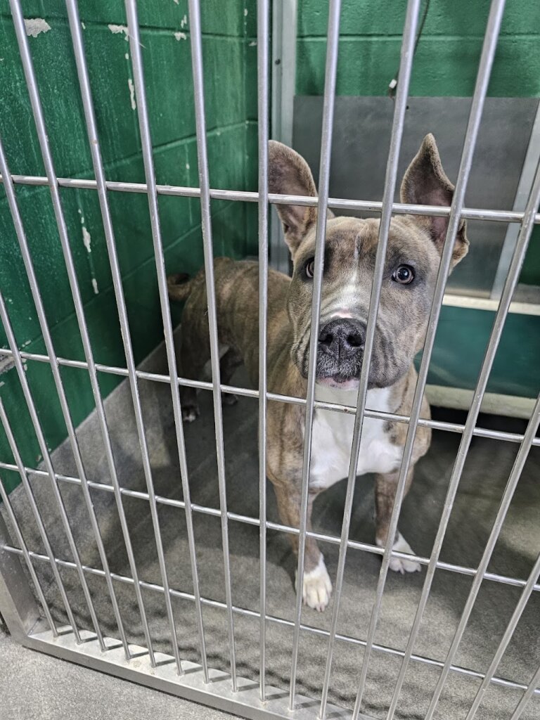 Prince George's County Animal Services Facility & Adoption Center animal shelter in Upper Marlboro, MD