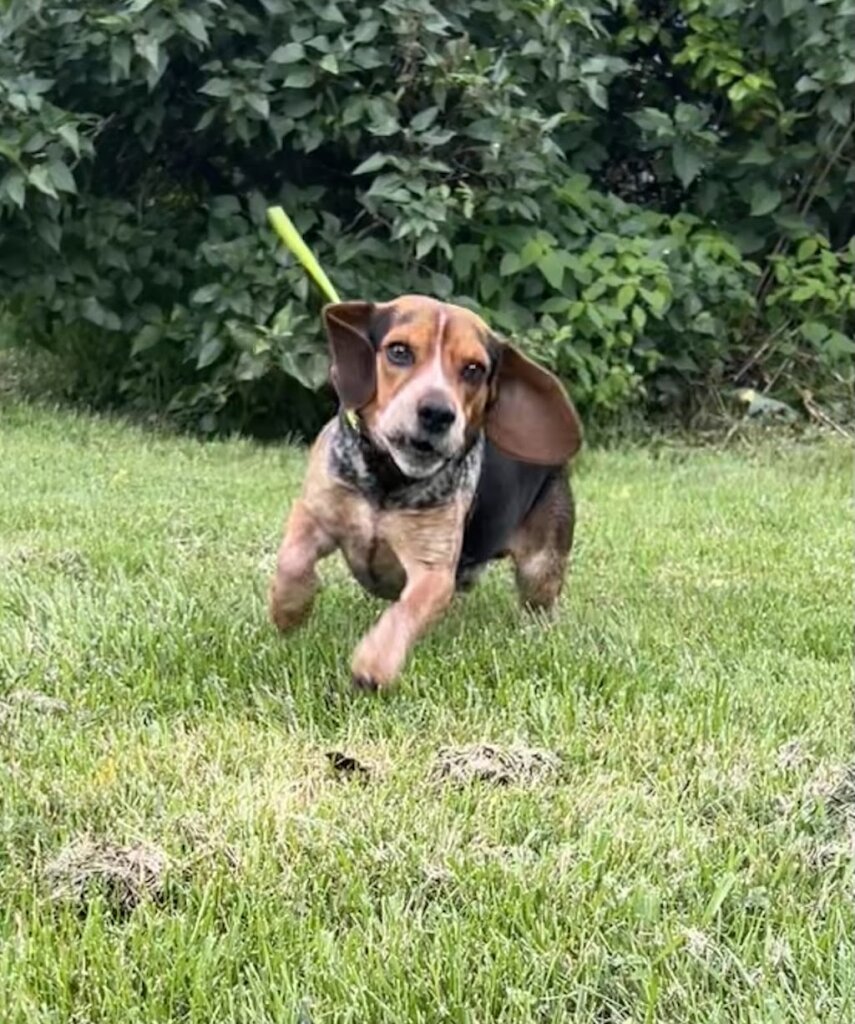 PupSavers Rescue Inc in Clarksburg, WV