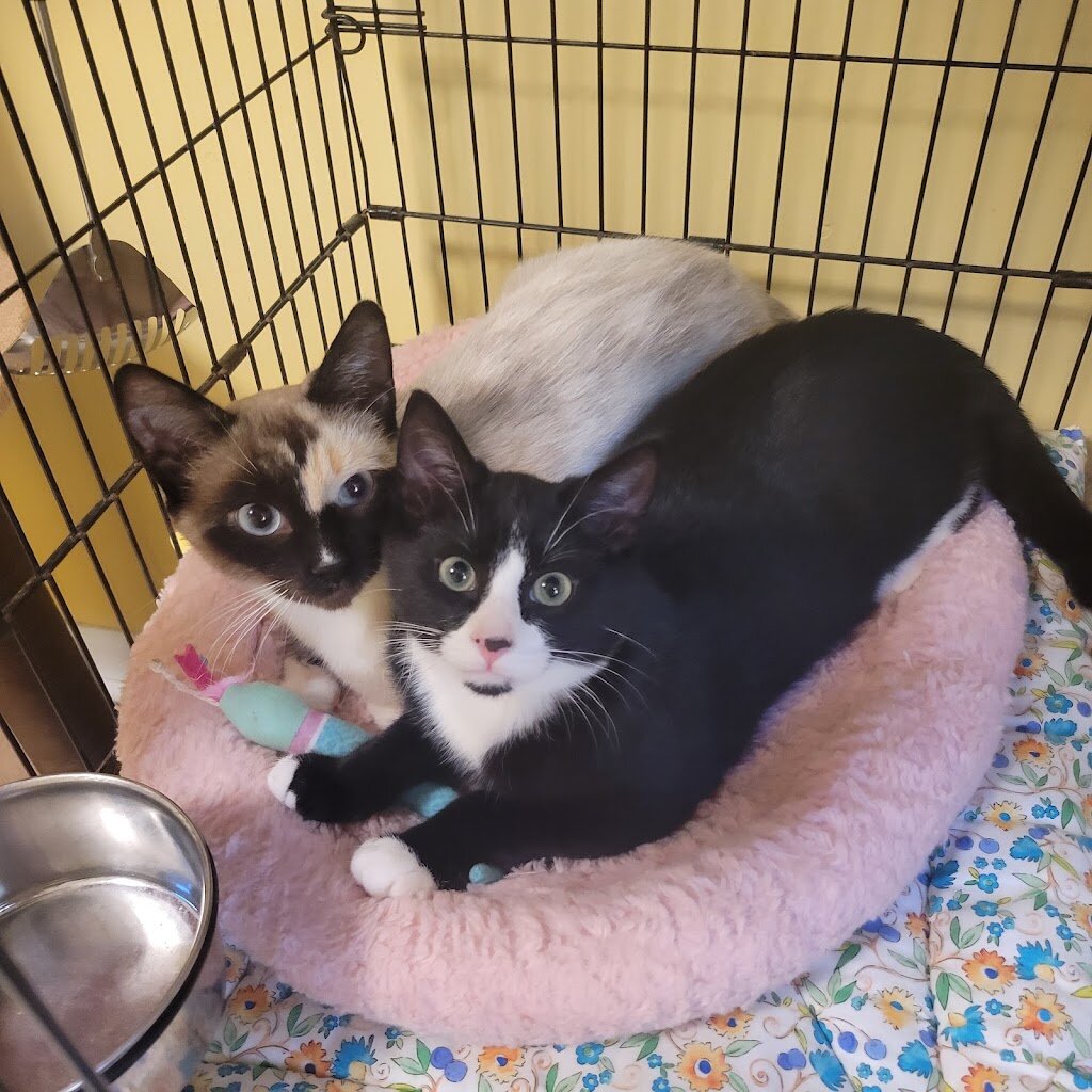 Purr Fect Cat Shelter in Millis, MA