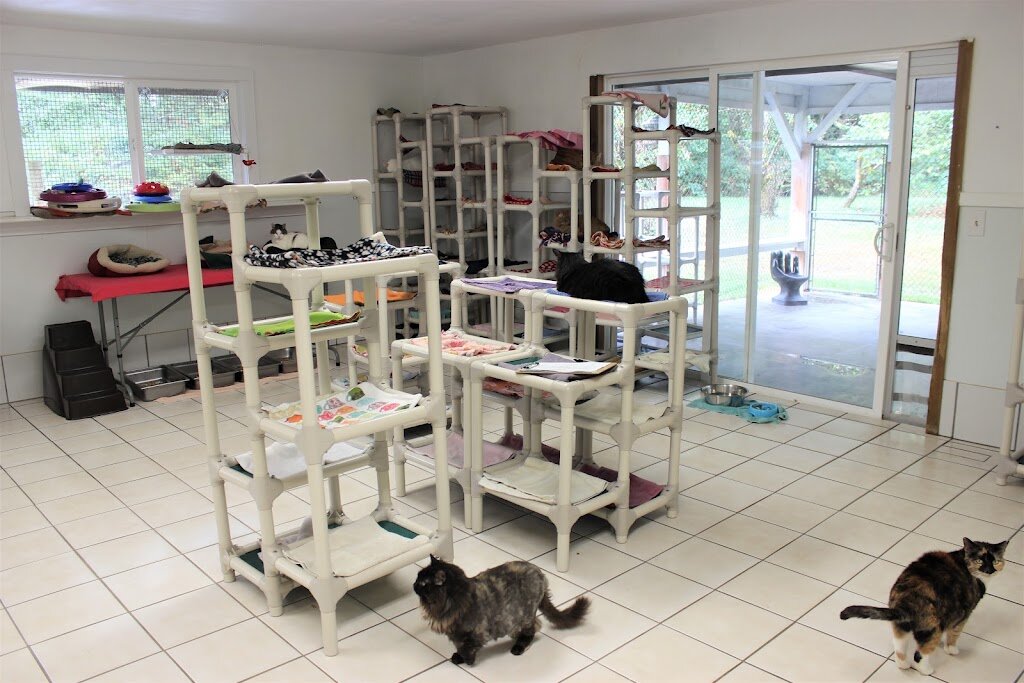 Purrfect Pals Cat Sanctuary & Adoption Centers animal shelter in Arlington, WA