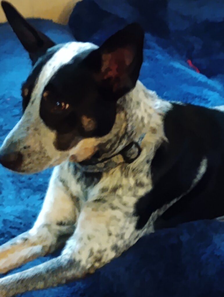 Putnam County Humane Society in Hurricane, WV