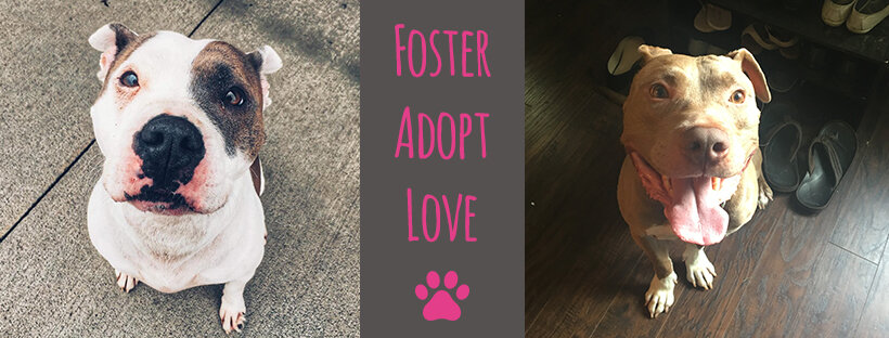 Queen City Pitties Animal Rescue, Inc. animal shelter in Tonawanda, NY