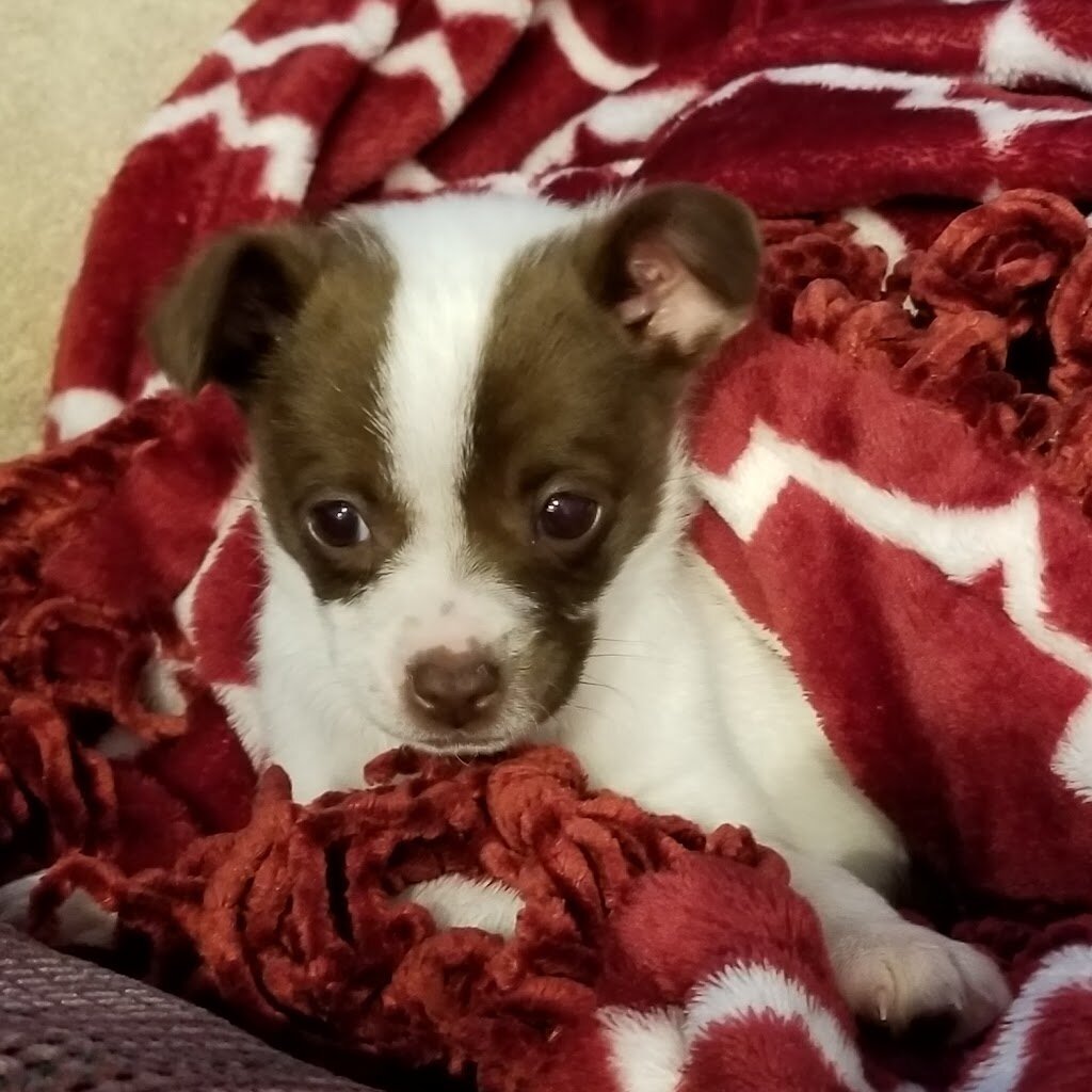 Quincy Animal Shelter in Quincy, WA