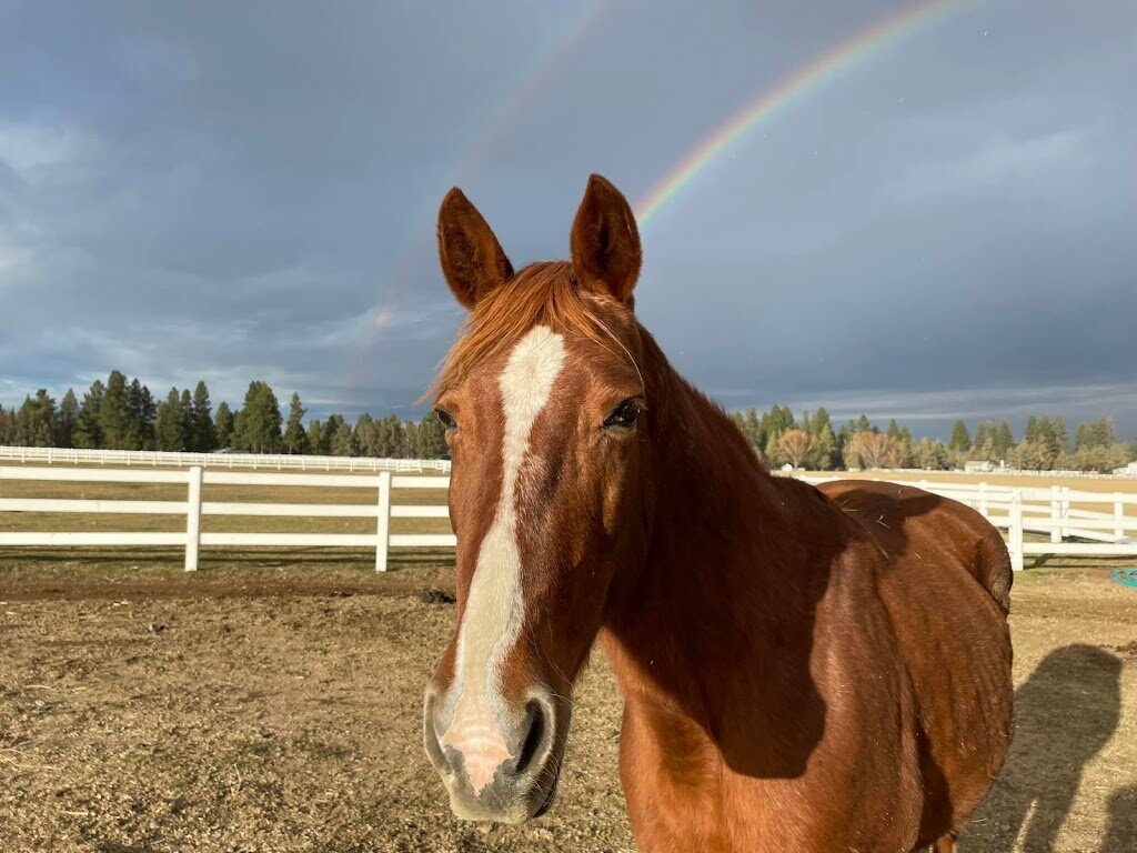 Rags to Rescues Sanctuary in Sisters, OR