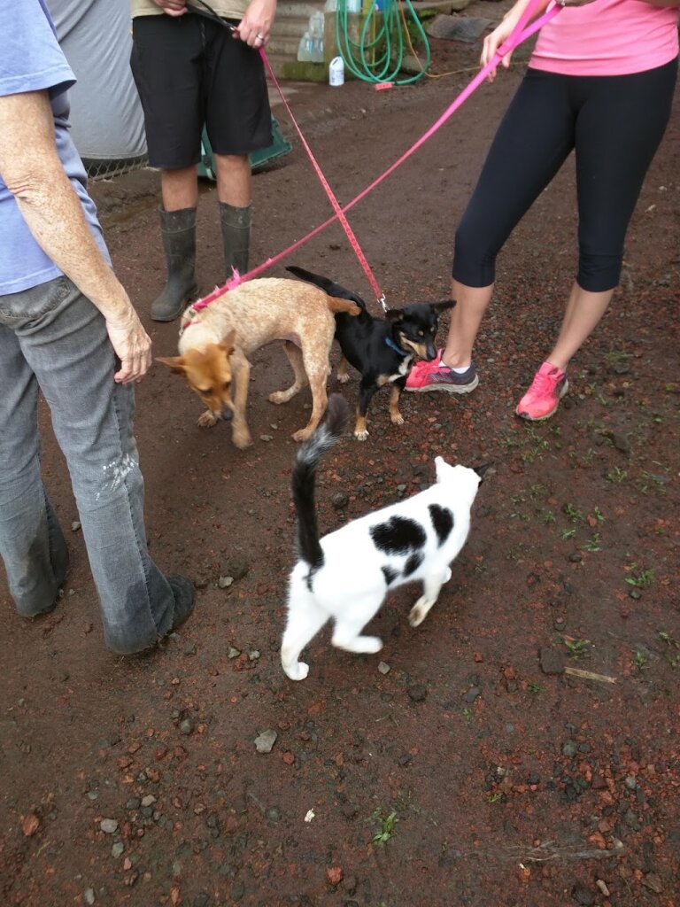 Rainbow Friends Animal Sanctuary animal shelter in Kurtistown, HI