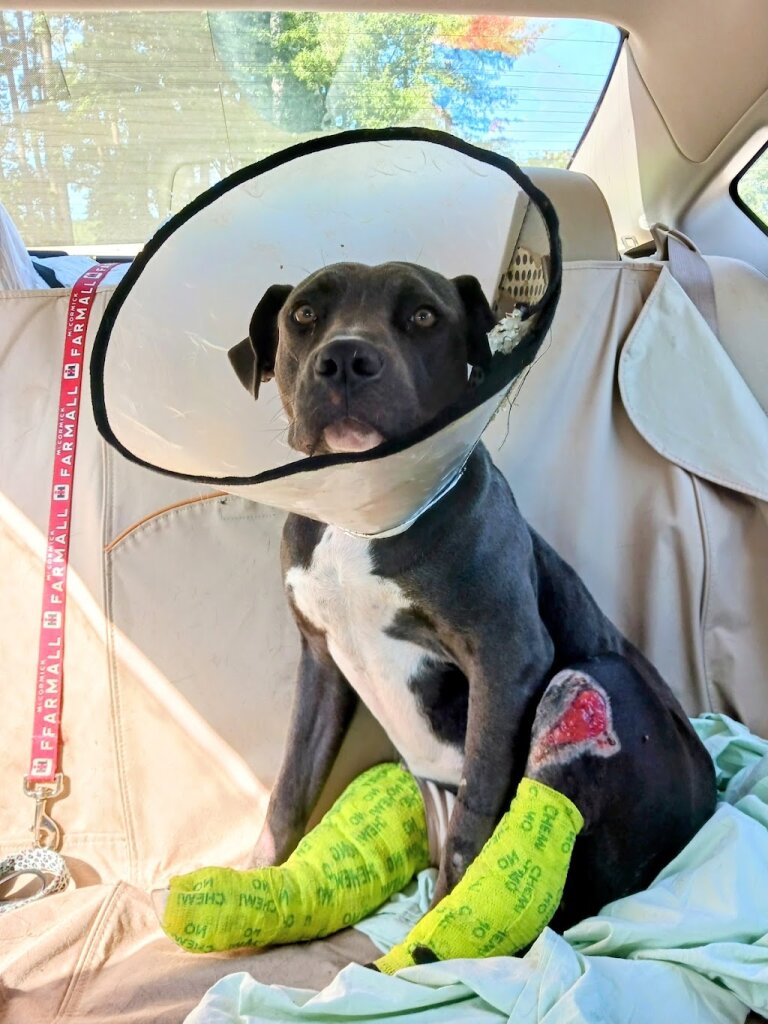 Randolph County SPCA animal shelter in Asheboro, NC