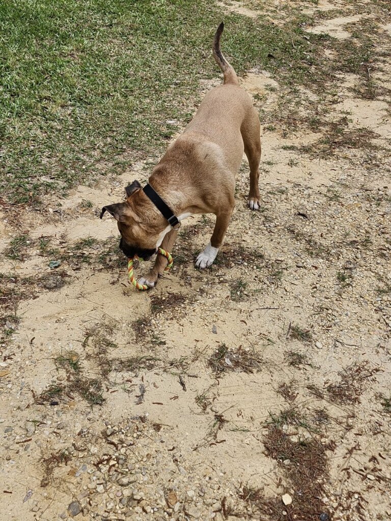 Rankin County Animal Shelter in Brandon, MS