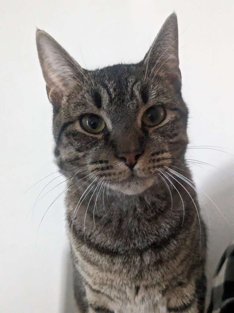 Raskel's Rescue in Hardeeville, SC