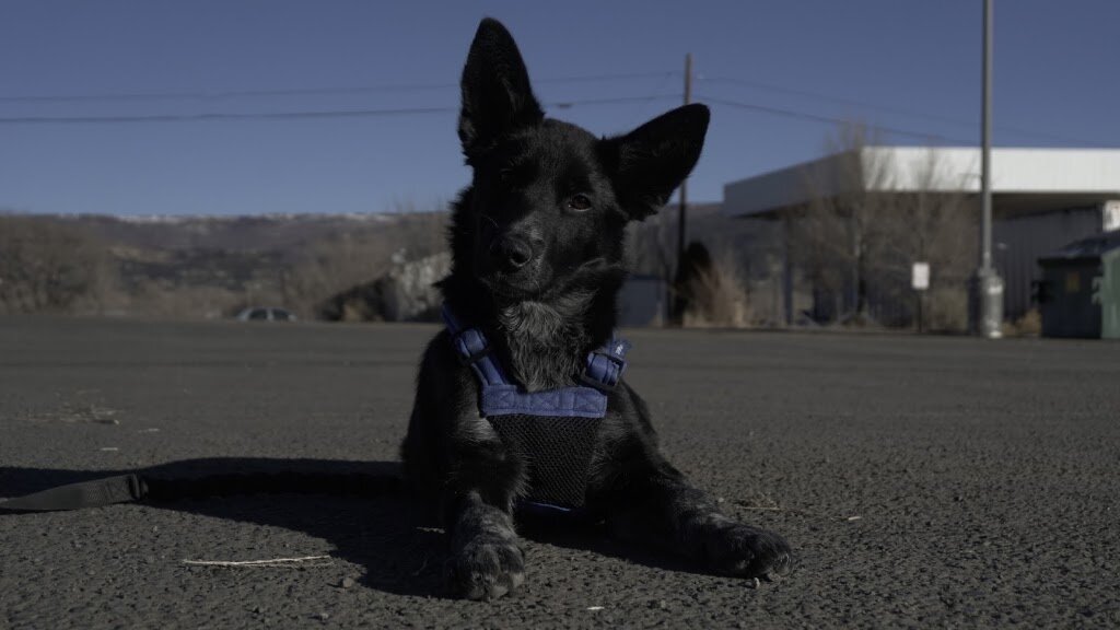 Raton Animal Shelter in Raton, NM