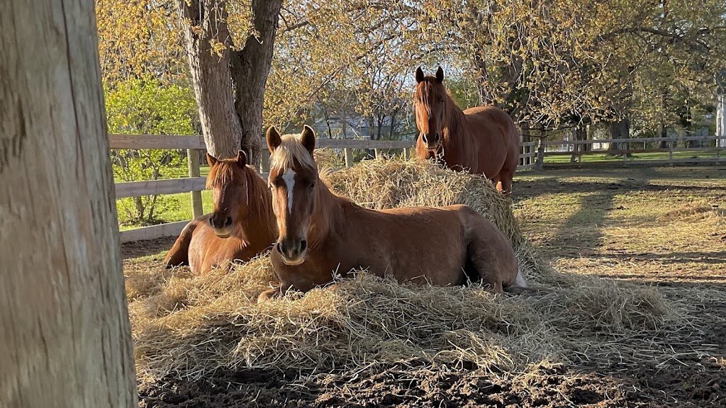 Reality's Chance Rescue & Sanctuary in Pleasant Lake, MI