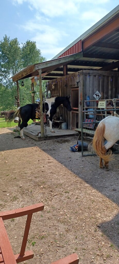 Reasons Rescue Ranch in Sparta, MO