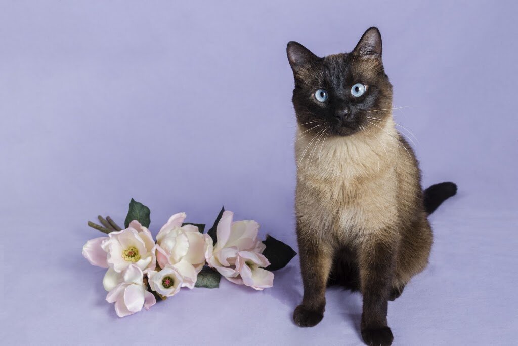 Red Desert Humane Society. We are open by appointment only. animal shelter in Rock Springs, WY
