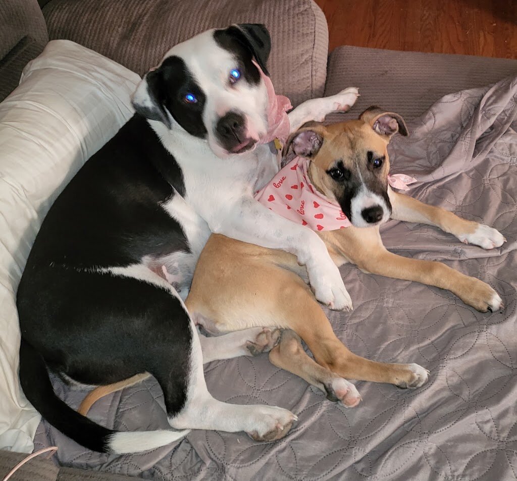 Red Dog Farm Animal Rescue Network in Stokesdale, NC