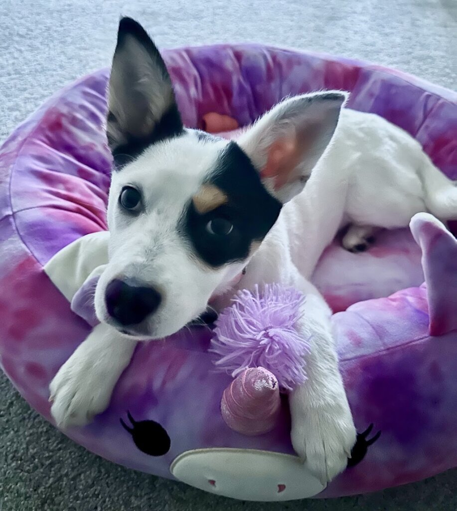 Red Rose Animal Rescue in Rochester, WA