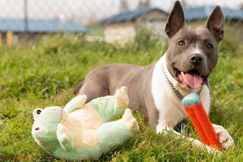 Reedsport K9 Shelter in Reedsport, OR