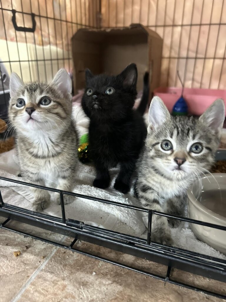 Reggie's Rescue - Mauston, WI in Mauston, WI