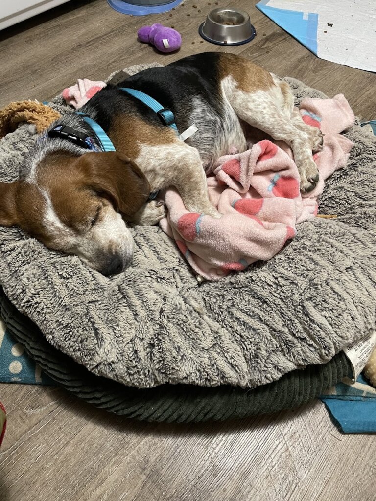 Rescue Dog & End of Life Sanctuary animal shelter in Mountain City, TN