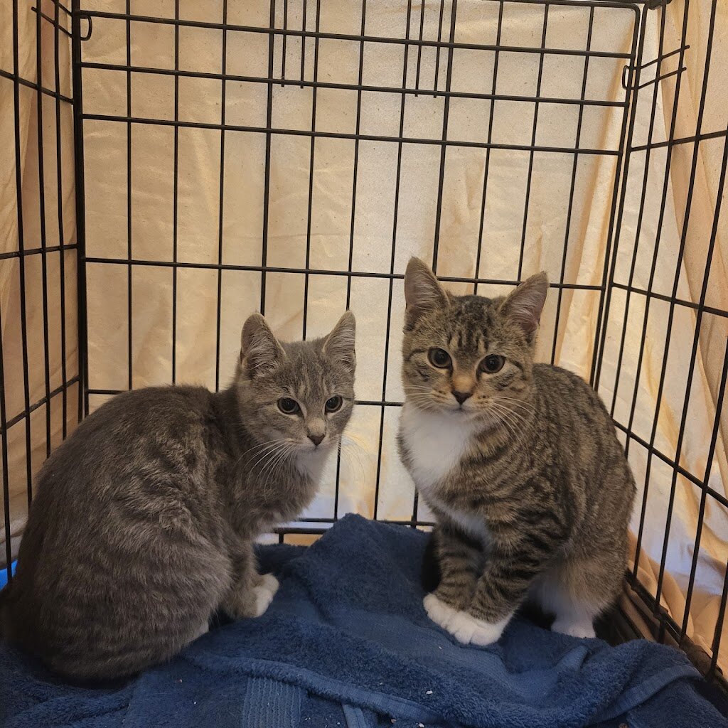 Rescue Kitty in Mantua Township, NJ
