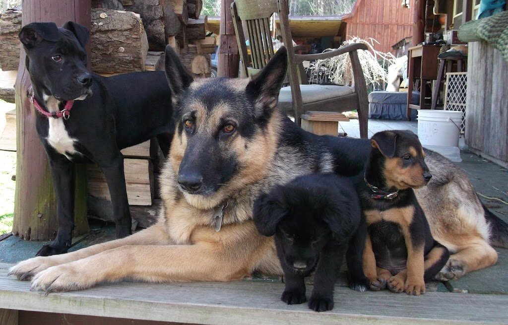 Rescue Pups Inc. in Friendship, NY