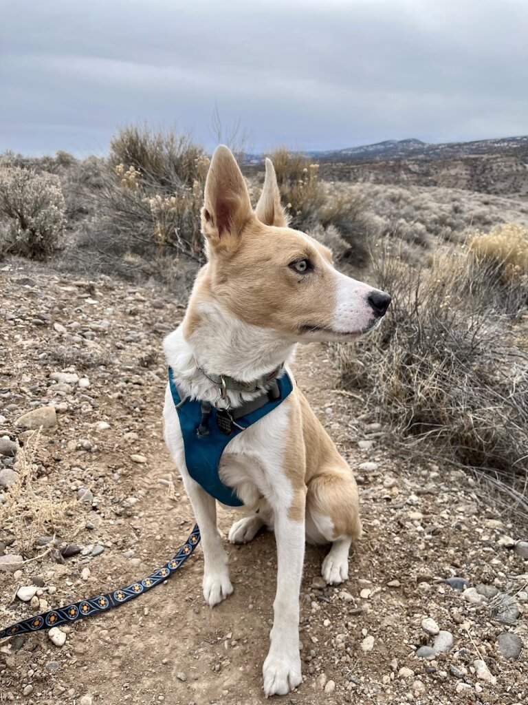 RezDawg Rescue animal shelter in Moriarty, NM